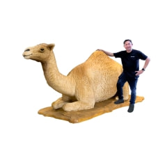 Camel - 165cm - Lying ​P-AM105-LI
