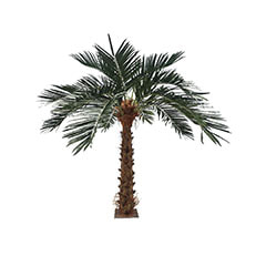 Date Palm - 3.5m P-AT101-NT