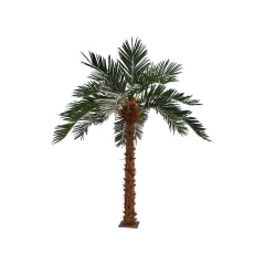 Date Palm - 5m P-AT104-NT