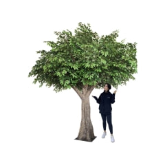 Ficus Tree - 3m P-AT110-GR