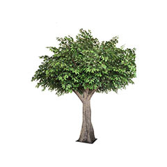 Ficus Tree - 3m P-AT110-GR