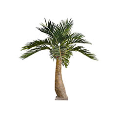 Coconut Palm - 4m P-AT125-NT