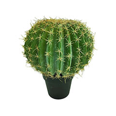 Golden Ball Cactus - 45cm  ​P-CA101-NT