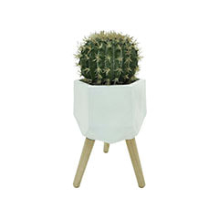 Ball Cactus - 25cm + Giverny Pot - 25cm dia - White ​P-CA103-NT + P-PT140-WH