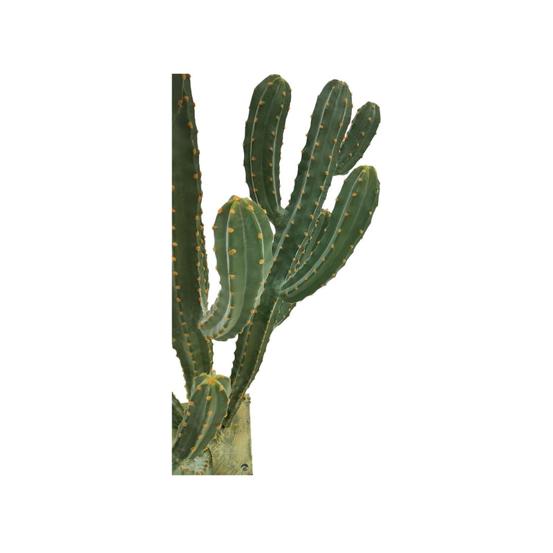 P-CA105-NT 79cm high 'nearly natural' bushy cereus cactus