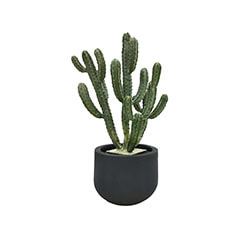 Cereus Cactus - 70cm + Plymouth Pot - 26cm dia - Black  ​P-CA105-NT + P-PT124-BL