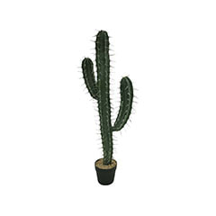 Toothpick Cactus - 101cm  ​​P-CA108-NT​