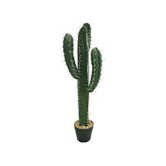 Toothpick Cactus - 108cm  P-CA110-NT