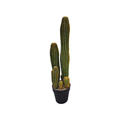 San Pedro Cactus - 60cm P-CA111-NT