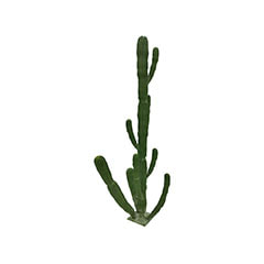 Saguaro Cactus - 250cm P-CA113-NT