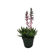Aloe Vera Plant - 50cm P-CA114-NT