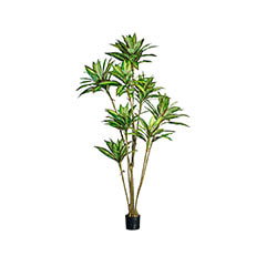 Dracaena Plant - 245cm high P-NN102-NT