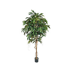 Ficus Longifolia - 210cm high ​P-NN104-NT