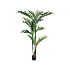 Areca Palm - 210cm high ​P-NN105-NT