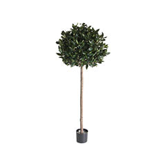 Ficus Topiary - 205cm high ​P-NN106-NT