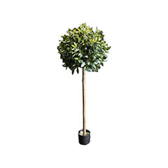 Ficus Topiary - 155cm high ​P-NN107-NT
