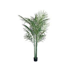 Areca Palm - 190cm ​P-NN108-NT