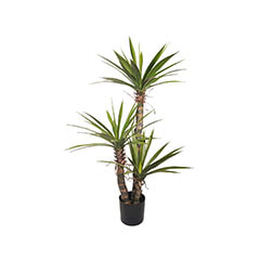 Dracaena Plant - 127cm ​P-NN114-NT